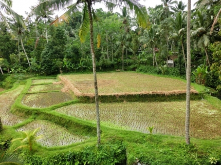 ubud (65)
